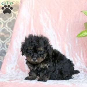 Chance, Toy Poodle Puppy