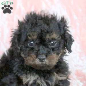 Chance, Toy Poodle Puppy