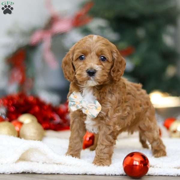 Chance, Cockapoo Puppy