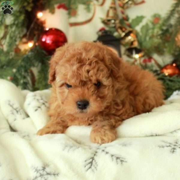 Charity, Yorkie Poo Puppy