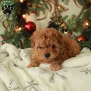 Charity, Yorkie Poo Puppy