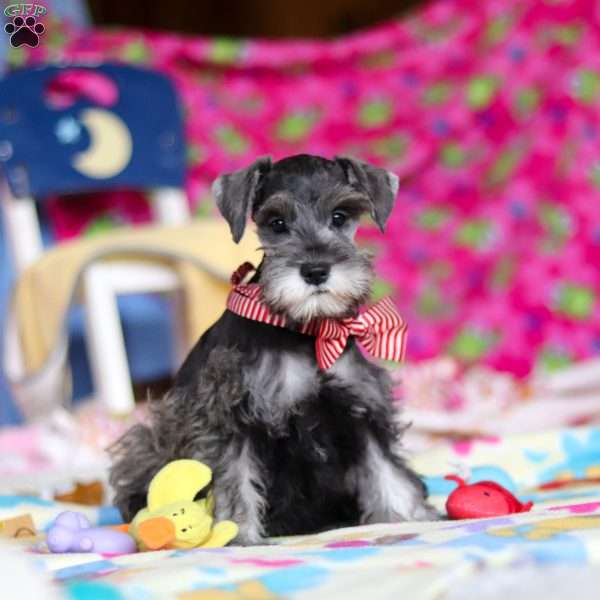 Charity, Miniature Schnauzer Puppy