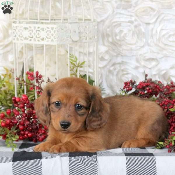 Charles, Dachshund Puppy