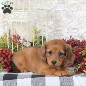 Charles, Dachshund Puppy