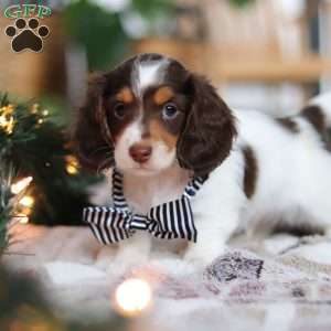 Charlie, Dachshund Puppy