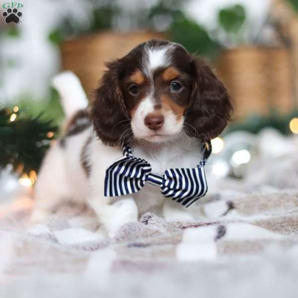 Charlie, Dachshund Puppy