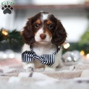 Charlie, Dachshund Puppy