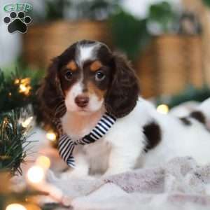 Charlie, Dachshund Puppy