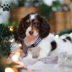 Charlie, Dachshund Puppy