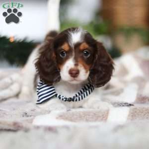 Charlie, Dachshund Puppy