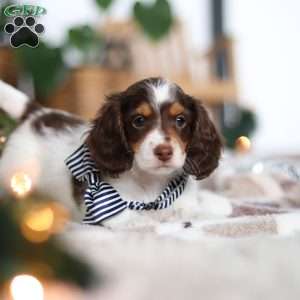 Charlie, Dachshund Puppy