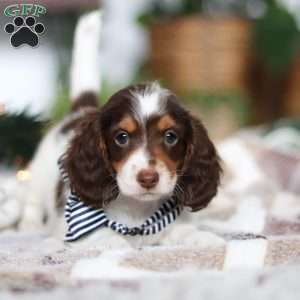 Charlie, Dachshund Puppy