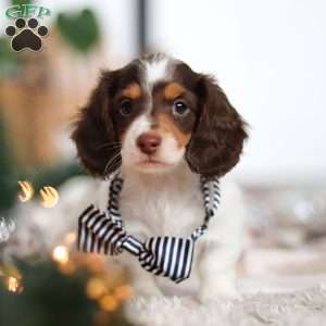 Charlie, Dachshund Puppy