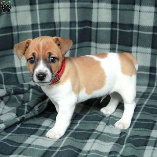 Charlie, Jack Russell Terrier Puppy