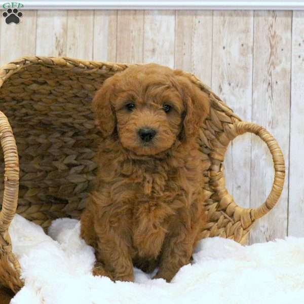 Charlie-F1BB, Mini Goldendoodle Puppy