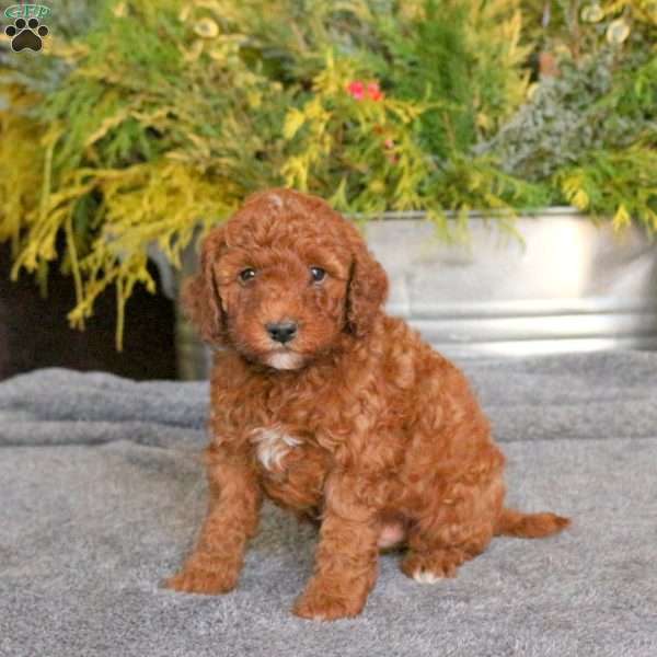 Charlie, Mini Goldendoodle Puppy