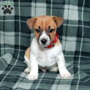 Charlie, Jack Russell Terrier Puppy