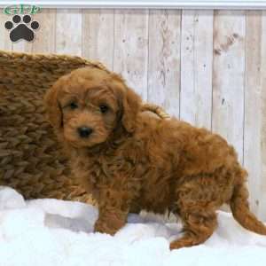 Charlie-F1BB, Mini Goldendoodle Puppy