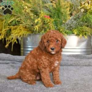 Charlie, Mini Goldendoodle Puppy