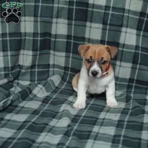 Charlie, Jack Russell Terrier Puppy