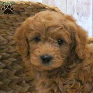 Charlie-F1BB, Mini Goldendoodle Puppy