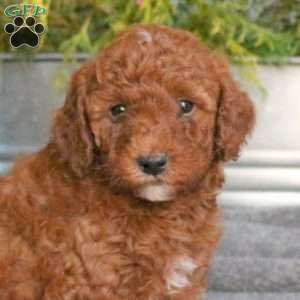 Charlie, Mini Goldendoodle Puppy