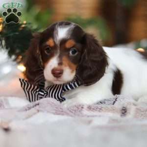 Charlie, Dachshund Puppy