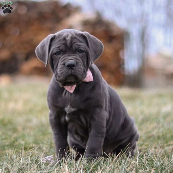 Charlotte, Cane Corso Puppy