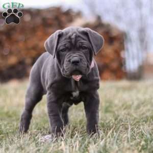 Charlotte, Cane Corso Puppy