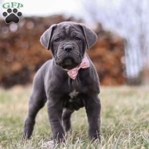 Charlotte, Cane Corso Puppy