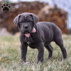 Charlotte, Cane Corso Puppy