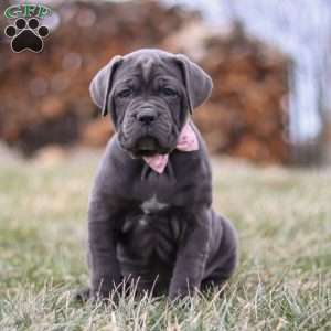 Charlotte, Cane Corso Puppy
