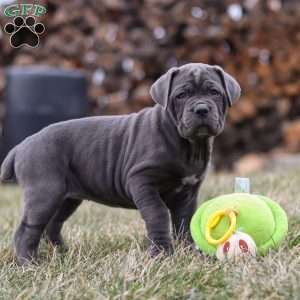 Charlotte, Cane Corso Puppy