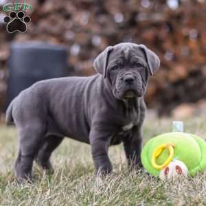 Charlotte, Cane Corso Puppy
