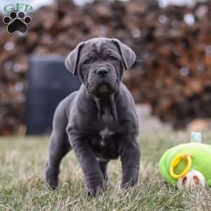 Charlotte, Cane Corso Puppy