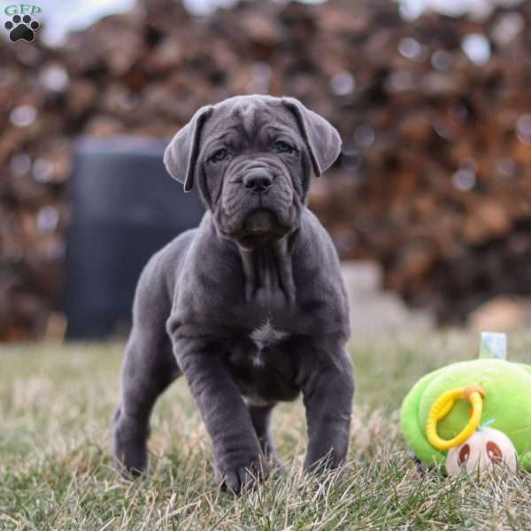 Charlotte, Cane Corso Puppy