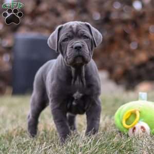 Charlotte, Cane Corso Puppy