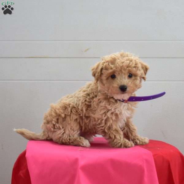 Charlotte, Bich-Poo Puppy