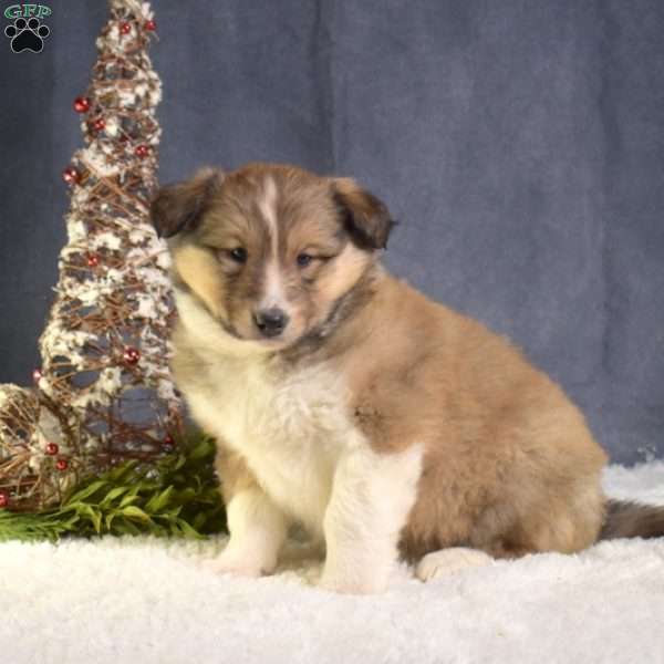 Charlotte, Akita Mix Puppy