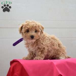 Charlotte, Bich-Poo Puppy