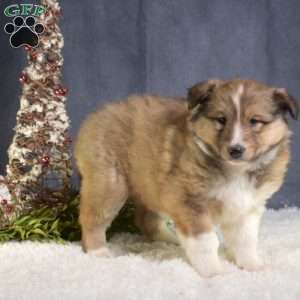 Charlotte, Akita Mix Puppy