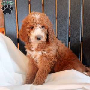 Charlotte, Goldendoodle Puppy
