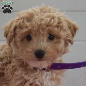 Charlotte, Bich-Poo Puppy