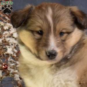 Charlotte, Akita Mix Puppy