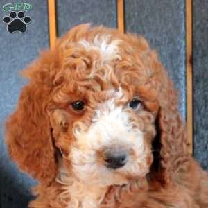 Charlotte, Goldendoodle Puppy