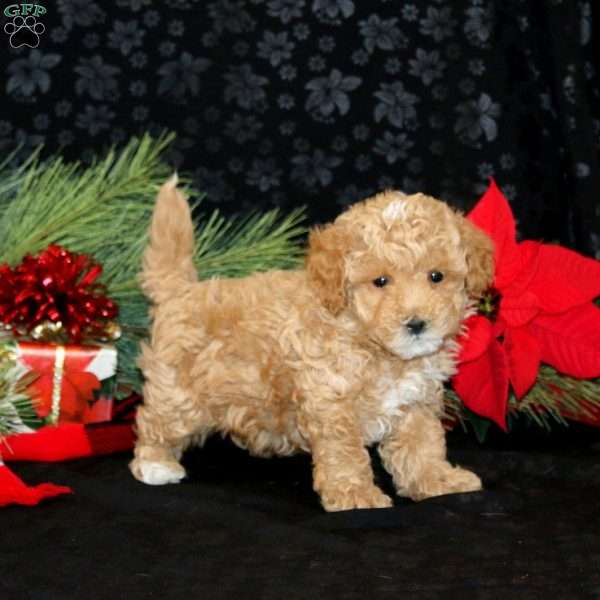 Charlotte, Maltipoo Puppy