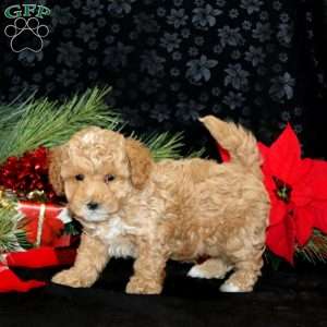 Charlotte, Maltipoo Puppy