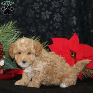 Charlotte, Maltipoo Puppy