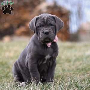 Charlotte, Cane Corso Puppy