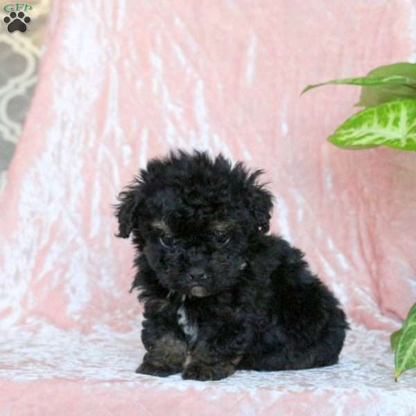 Charm, Toy Poodle Puppy